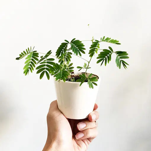 Garden State of Mind Kit – Planting Intentions, Cultivating Growth